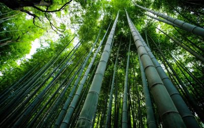 New Fokabs Publication on Bamboo Carbon Stocks