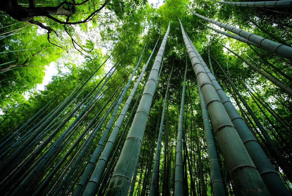 New Fokabs Publication on Bamboo Carbon Stocks