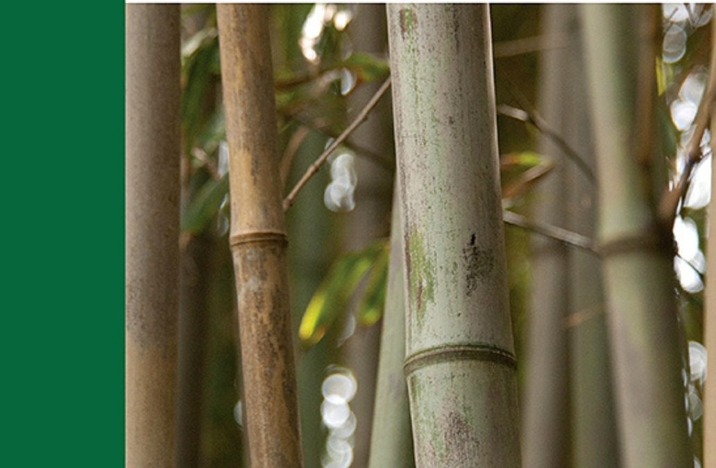 Inventory of timber and non-timber forest products through remote sensing and mapping: The example of bamboo resources in chad