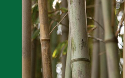 Inventory of timber and non-timber forest products through remote sensing and mapping: The example of bamboo resources in chad