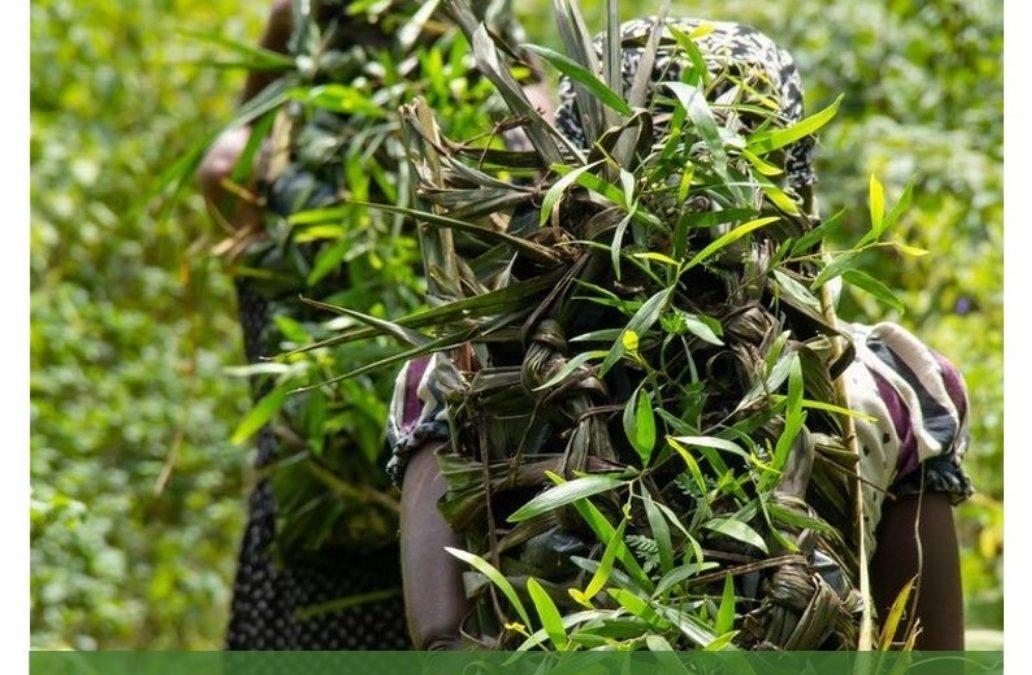 CGIAR Research Program 2020 Reviews: Forests, Trees and Agroforestry (FTA)