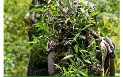 CGIAR Research Program 2020 Reviews: Forests, Trees and Agroforestry (FTA)