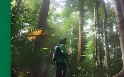 Potentials of REDD+ in supporting the transition to a Green Economy in the Congo Basin. International Forestry Review 18(1):29-43.