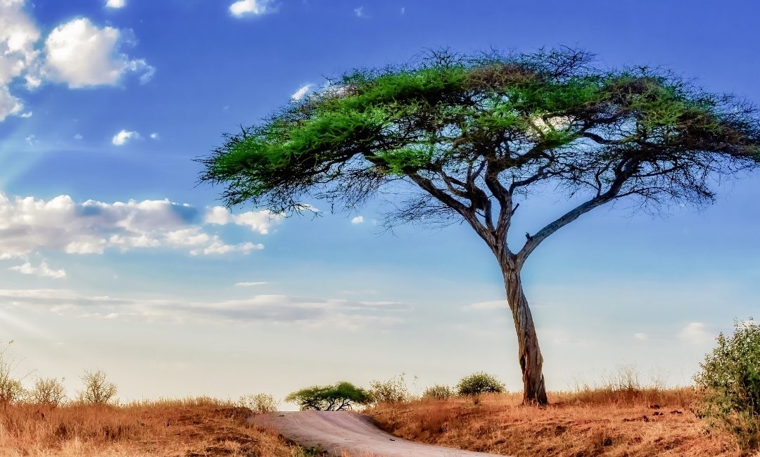 Decision Making and Mainstreaming of Global Environmental Obligations