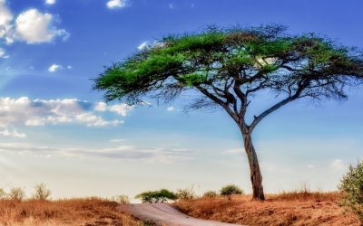 Decision Making and Mainstreaming of Global Environmental Obligations