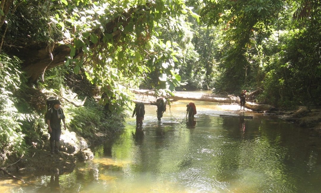 Development of National REDD+ Strategy
