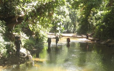 Development of National REDD+ Strategy