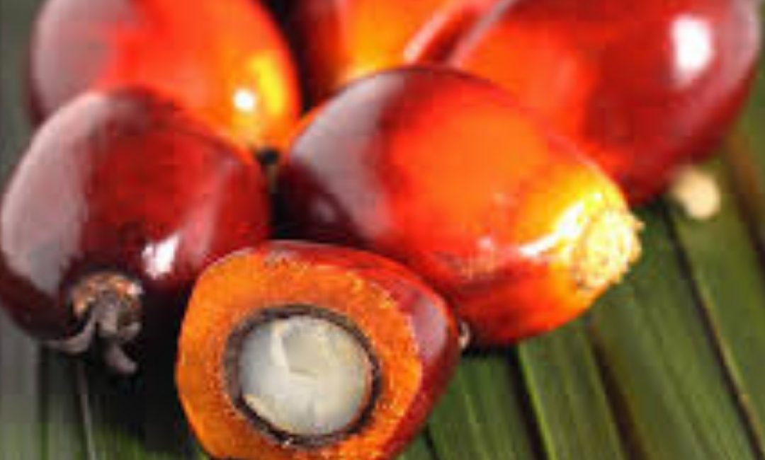 Evaluation of Congo Basin Green Economy project