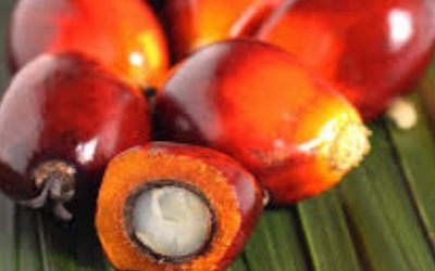 Evaluation of Congo Basin Green Economy project