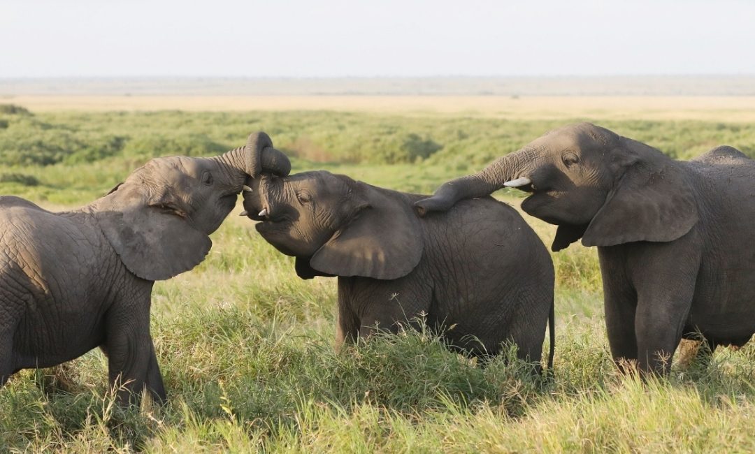 Evaluation: Management & Enforcement of Protected Area