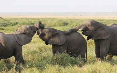 Evaluation: Management & Enforcement of Protected Area