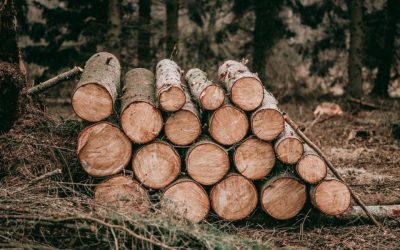 GCF Funding Proposal Development on Climate-Smart Forestry