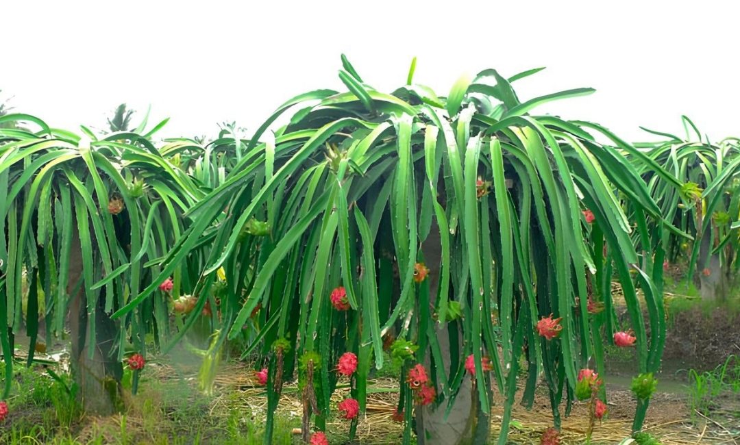 GCF Proposal Development on Integrated Climate Adaptation