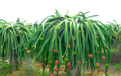 GCF Proposal Development on Integrated Climate Adaptation