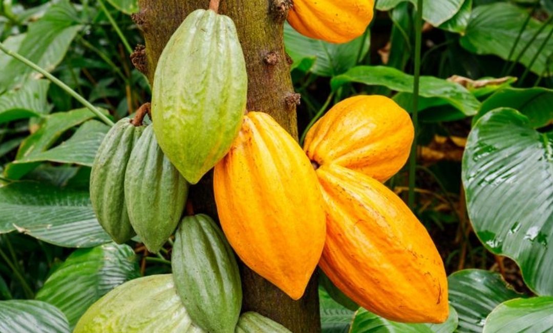 GCF feasibility study on zero deforestation cocoa