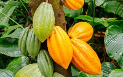 GCF feasibility study on zero deforestation cocoa