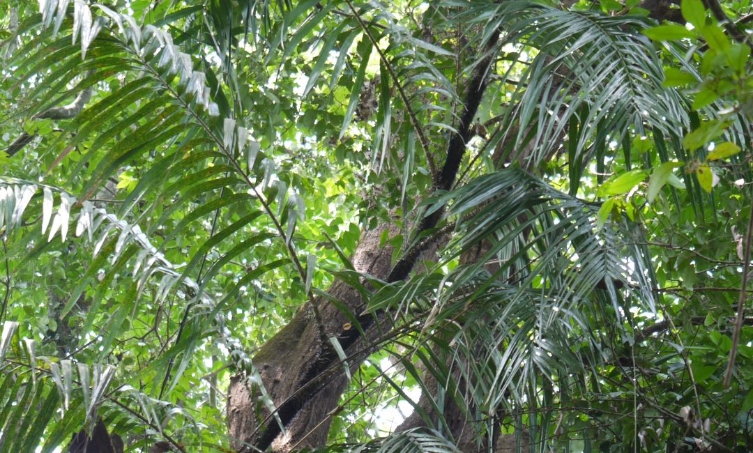 Growth potential of economically important rattan species