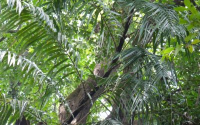 Growth potential of economically important rattan species