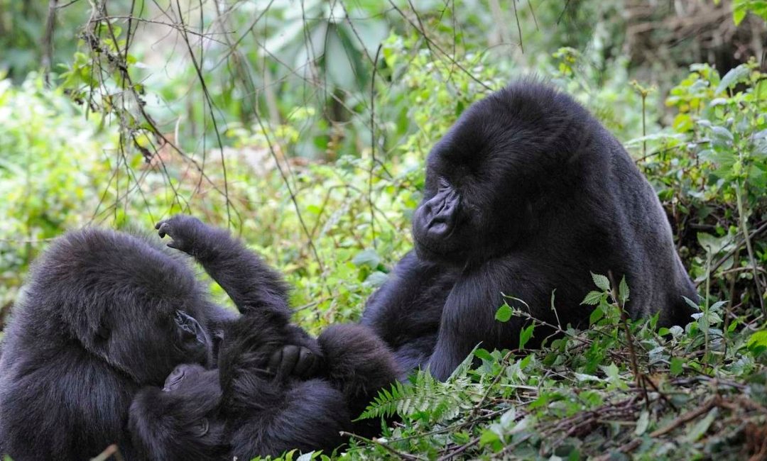 Mainstreaming climate change into protected areas and conservation strategies