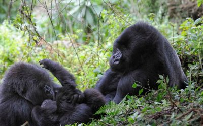 Mainstreaming climate change into protected areas and conservation strategies