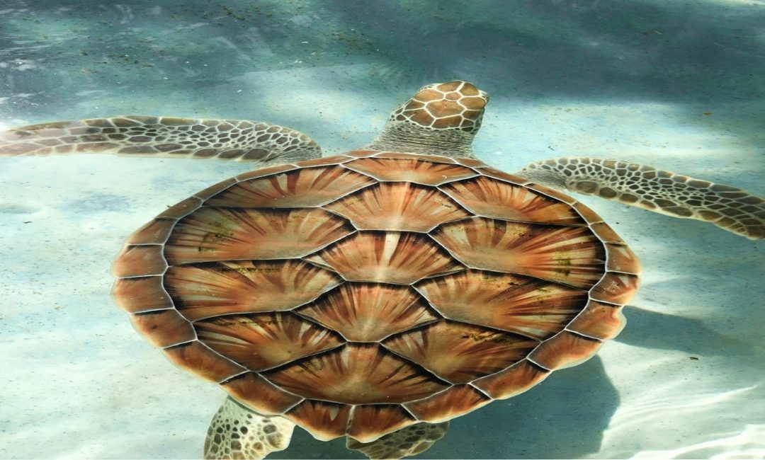 Marine and Coastal Protected Areas Network Program