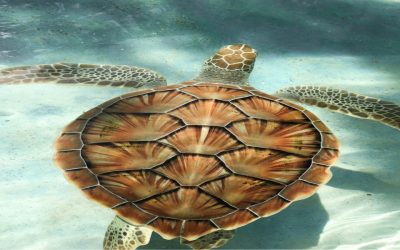 Marine and Coastal Protected Areas Network Program