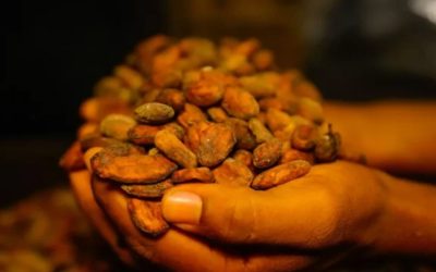 National Strategy for Closing Living Income Gap in the Cocoa Sector