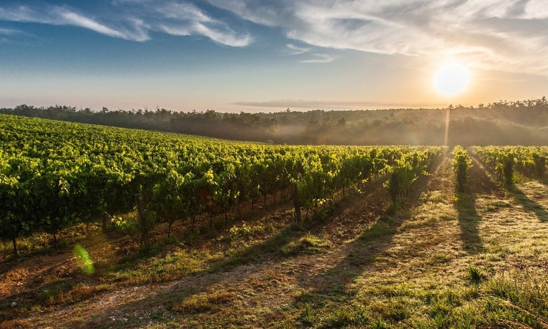 Nature-Based Solution Carbon Project Pre-Feasibility Study