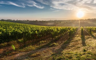 Nature-Based Solution Carbon Project Pre-Feasibility Study