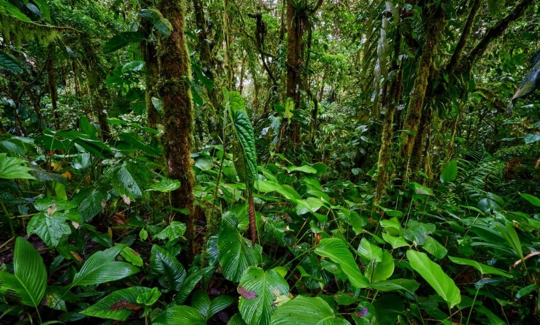 Preparation of GEF Biodiversity Conservation and Restoration Project Document