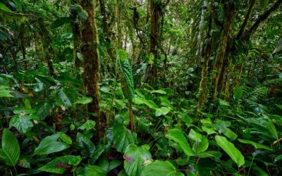 Preparation of GEF Biodiversity Conservation and Restoration Project Document