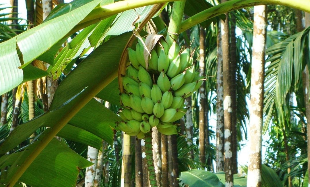 Study on Food-Fuel-Fibre Production in the Context of Climate Change