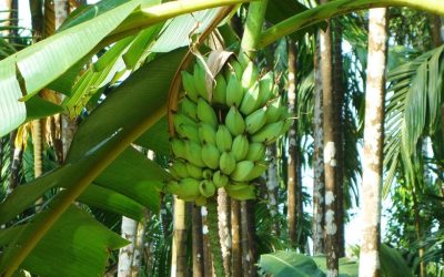 Study on Food-Fuel-Fibre Production in the Context of Climate Change
