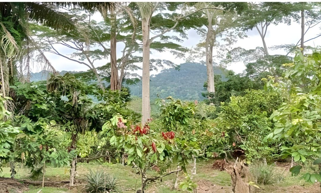 Support to Congo Basin regional REDD+ project