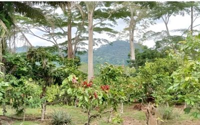 Support to Congo Basin regional REDD+ project