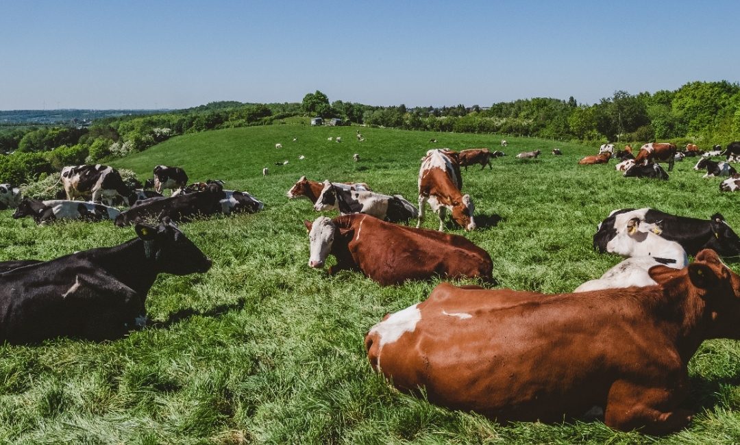 Terminal Evaluation of Water & Agriculture Adaptation Programme