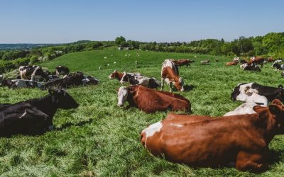 Terminal Evaluation of Water & Agriculture Adaptation Programme