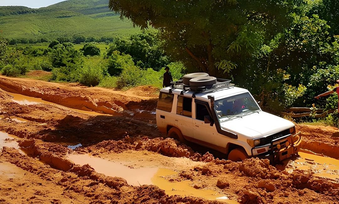 Translation of technical forestry and climate change documents