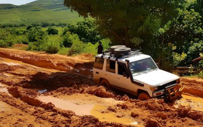 Translation of technical forestry and climate change documents