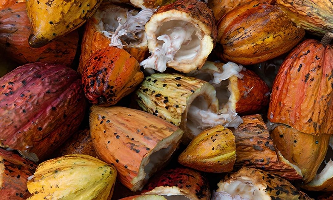 Zero Deforestation Cocoa Production