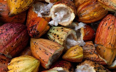 Zero Deforestation Cocoa Production